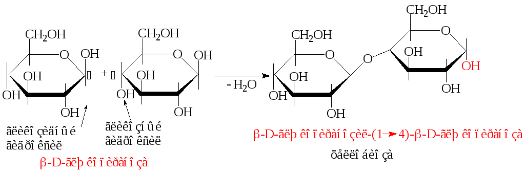 Глюкоза и фруктоза образуются при гидролизе. Альфа и бета 1 4 гликозидная связь. Альфа 1 4 гликозидная связь. Лактоза гликозидная связь. Образование гликозидной связи.