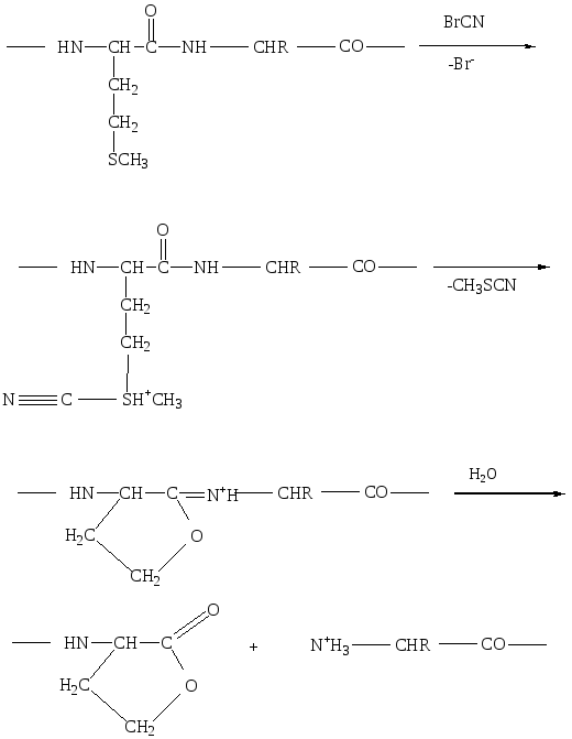 Расщепление белков до полипептидов. Фрагментация полипептидной цепи бромцианом. Бромциан расщепляет пептидные связи. Определение первичной структуры полипептида бромцианом. 4 Белковая структура.
