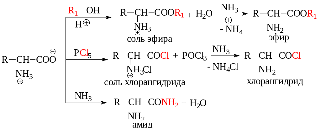 Аминоуксусная кислота свойства. Химические свойства аминокислот формулы. Аминокислоты химические свойства со щелочами реакция. Химические свойства аминокислот уравнения реакций. Химические свойства аминокислот по аминогруппе.