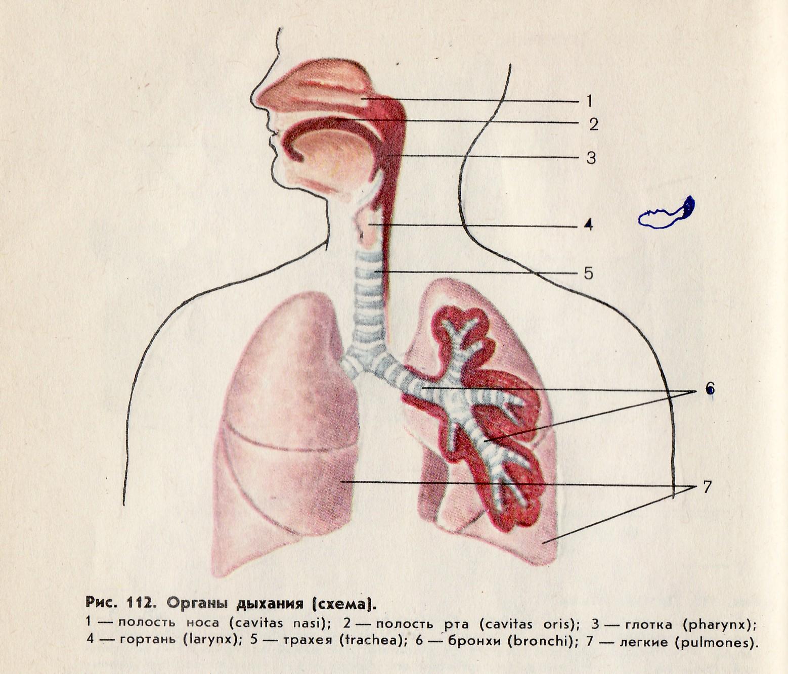 Дем п. Строение органов дыхательной системы человека. Схема строения дыхательной системы. Дыхательная система трахея анатомия. Дыхательная система гортань бронхи.