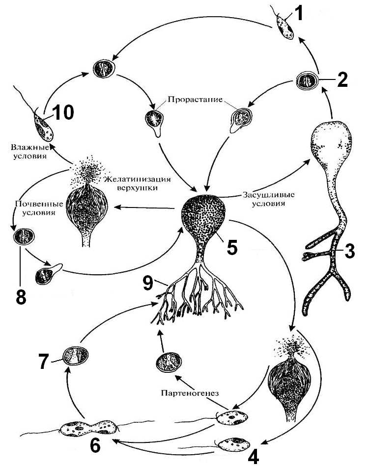 Стадия жизненного цикла водорослей
