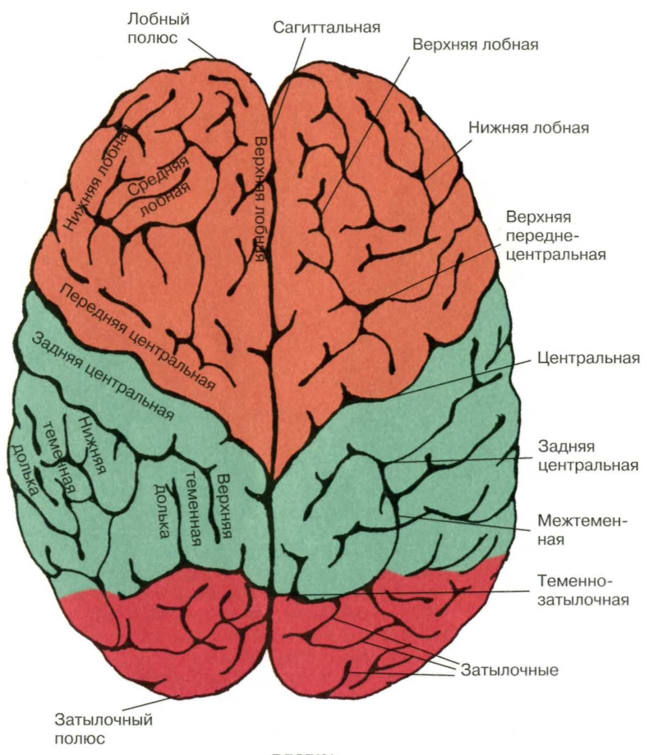 Складчатая поверхность головного мозга. Нижний теменной отдел левого полушария. Лобная дога большого мозга. Строение лобной доли головного мозга.