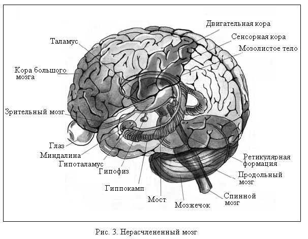 Признаки характеризующие кору головного мозга