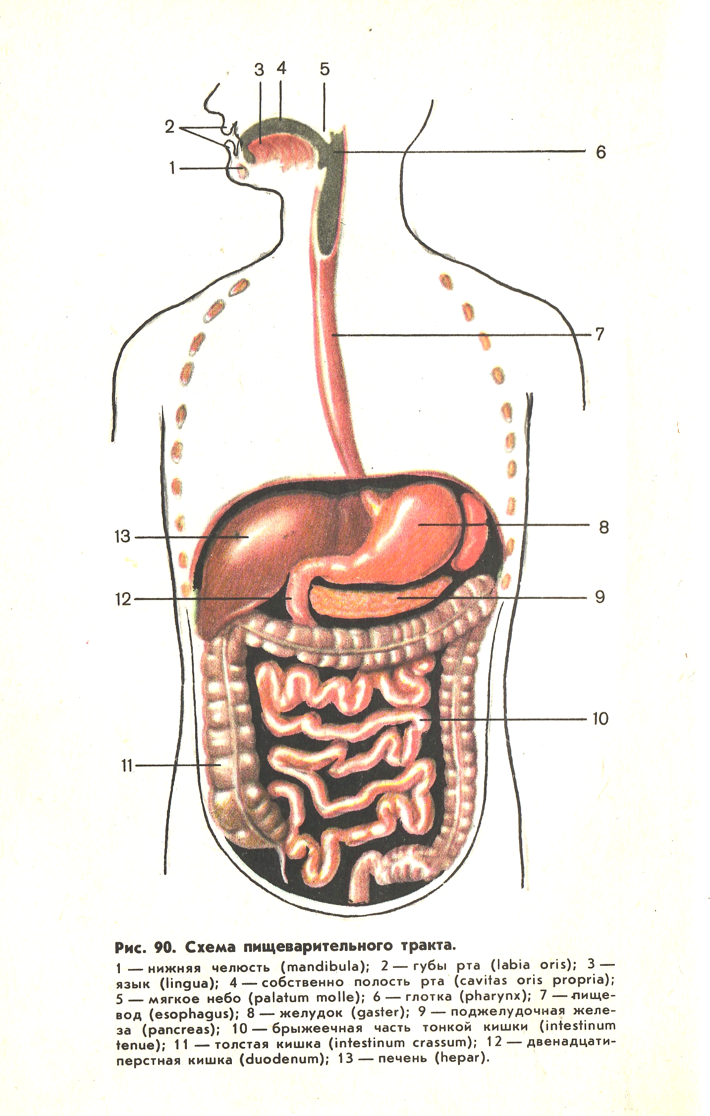 Желудок и полость рта. Схема расположения органов пищеварительной системы. Строение желудочно-кишечного тракта. Желудочно-кишечный тракт схема рисунок. Схема желудочно-кишечного тракта.