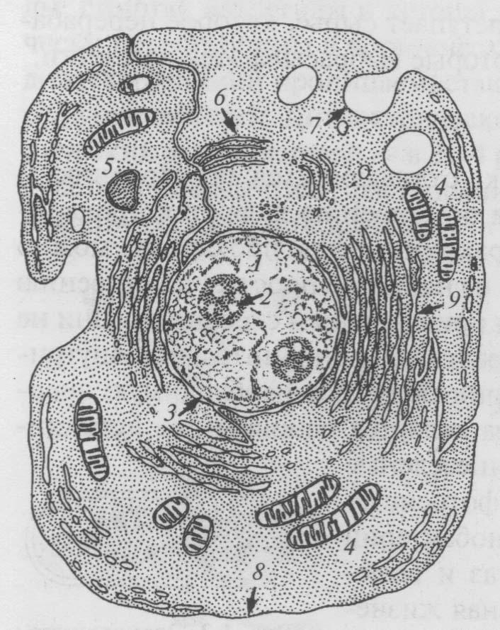 Рисунок эукариотической клетки