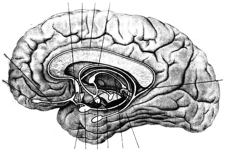 Обонятельные доли мозга. Обонятельный мозг и лимбическая система. Лимбическая система обонятельная луковица. Кафаров лимбическая система обонятельный мозг. Лимбическая система головного мозга обонятельный треугольник.