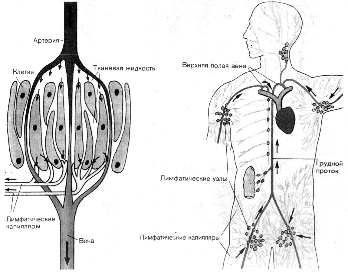 Лимфоотток в организме. Лимфатическая система схема. Схема строения лимфоидной системы человека. Схема образования лимфатической системы. Строение лимфатической системы анатомия.