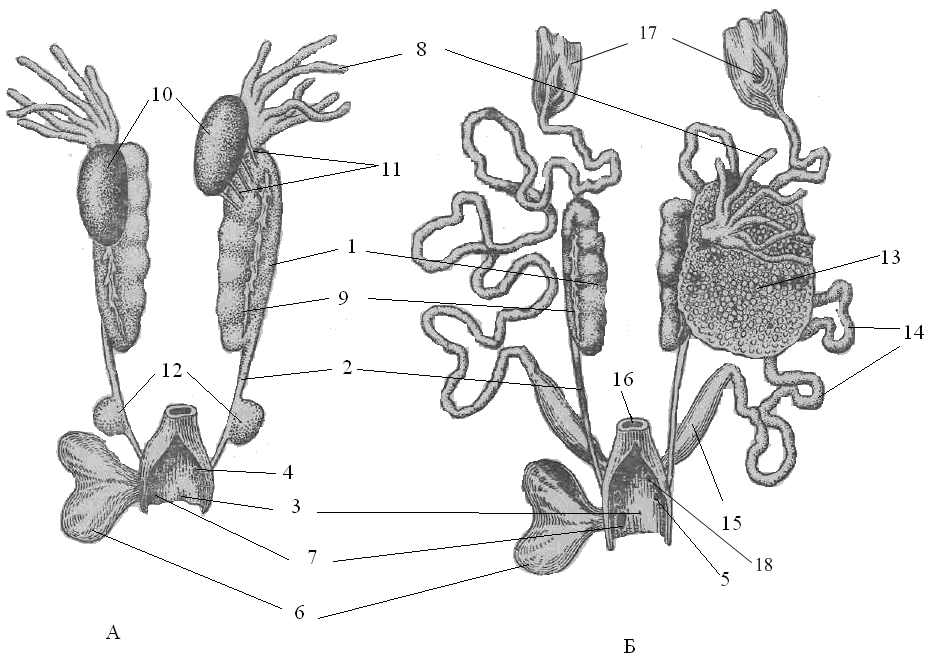 Мочеточник у земноводных. Строение половой системы самца лягушки. Мочеполовая система самца лягушки. Выделительная система самца лягушки. Строение мочеполовой системы лягушки.