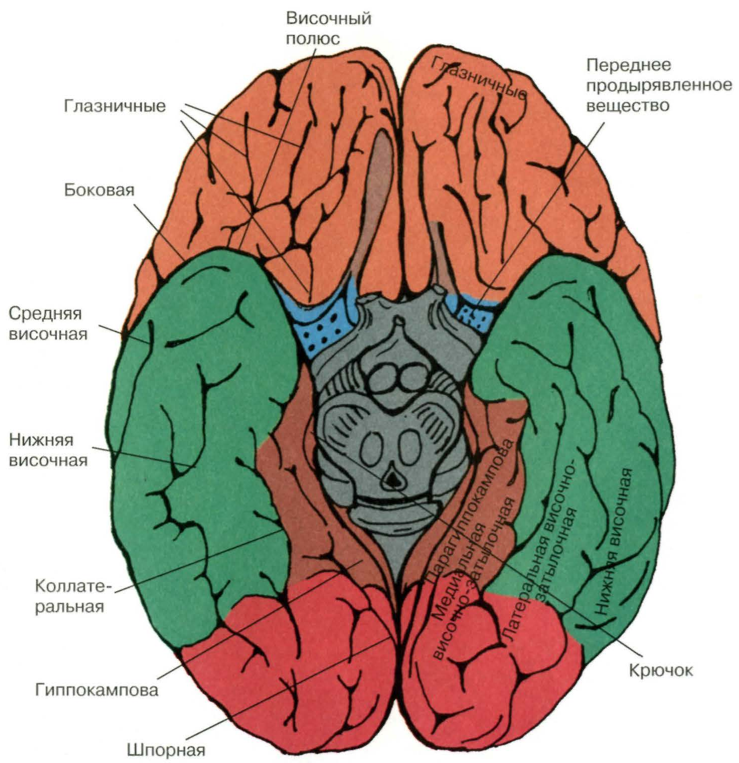 Нижнее полушарие мозга. Строение мозга анатомия снизу. Извилины лобной доли анатомия. Головной мозг вид снизу анатомия.