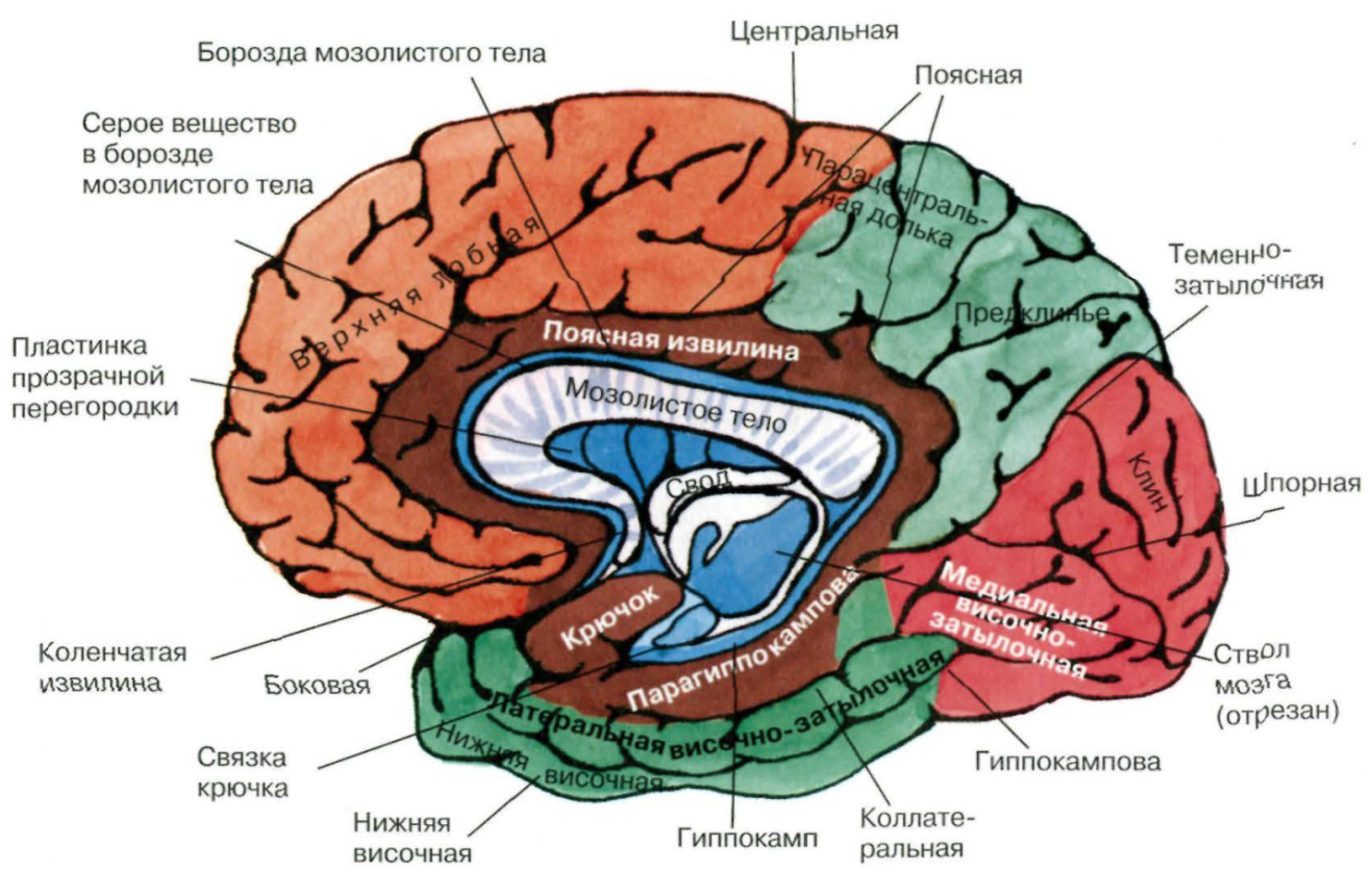 Медиальная поверхность мозга. Борозда мозолистого тела мозга. Медиальная поверхность головного мозга борозды. Борозды доли извилины коры головного мозга.
