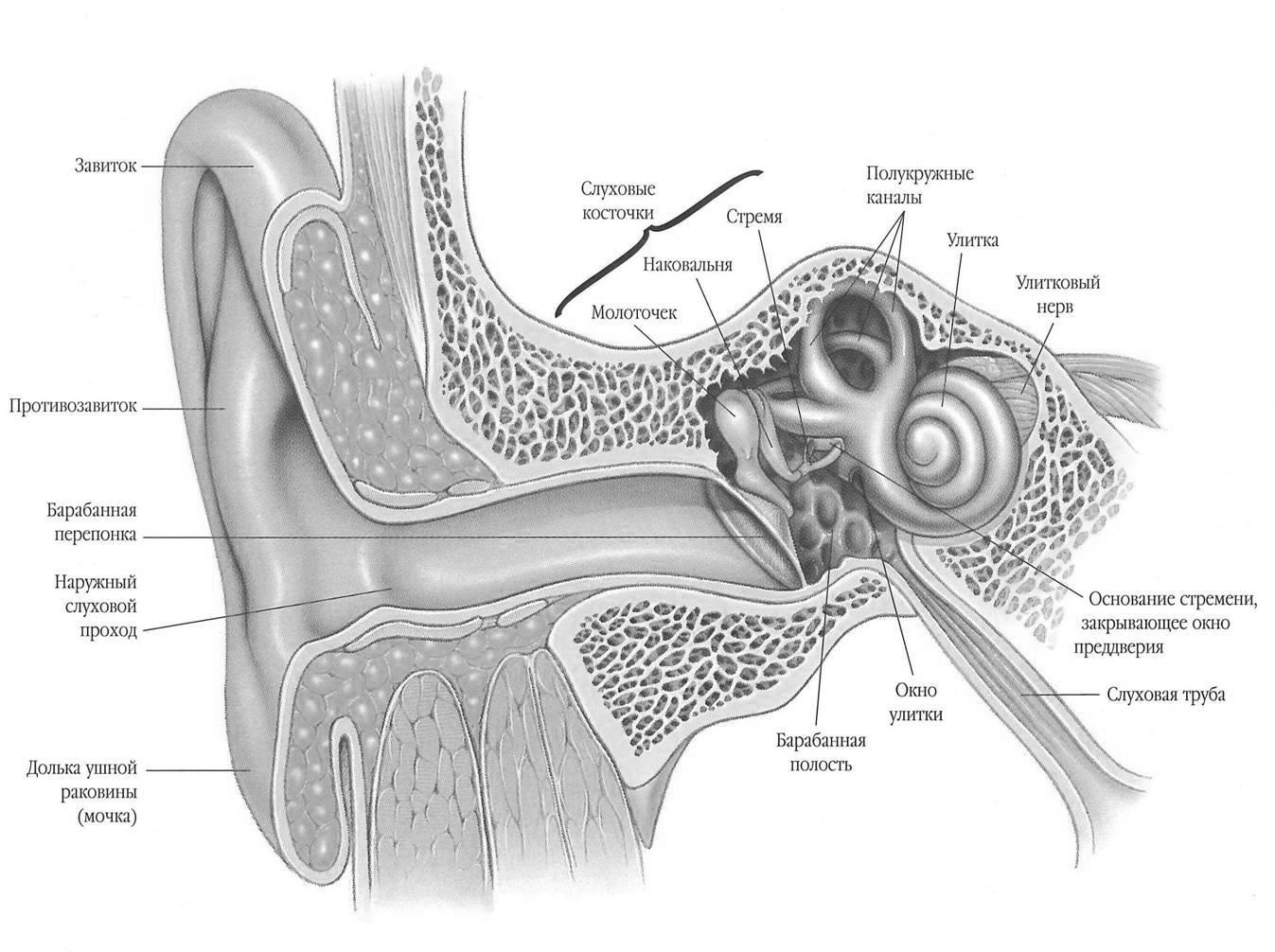 Строение уха в разрезе у человека