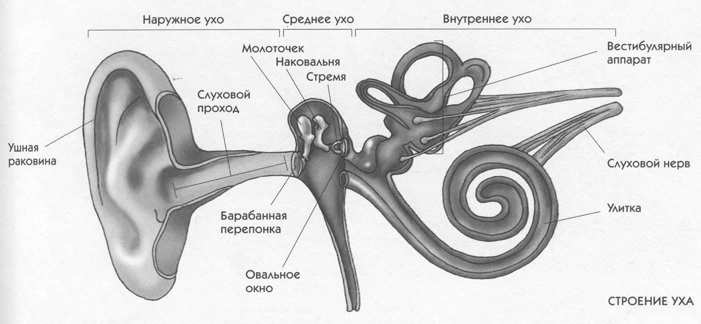 Внутреннее ухо расположено в полости кости. Строение слухового анализатора рисунок. Строение слухового анализатора анатомия. Строение слухового анализатора человека анатомия. Строение среднего и внутреннего уха.