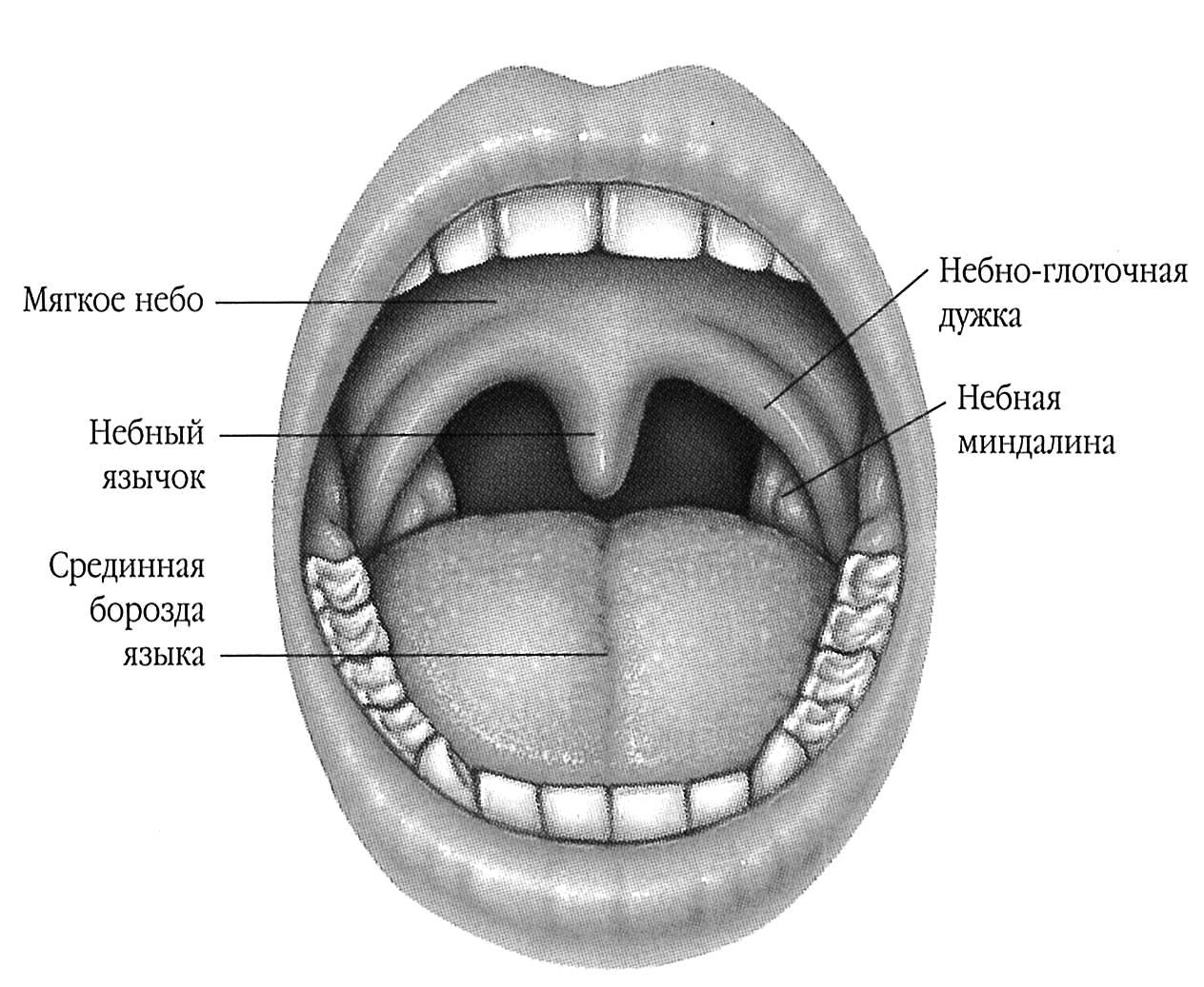 Передняя полость рта. Строение ротовой миндалин. Небно глоточная дужка строение.