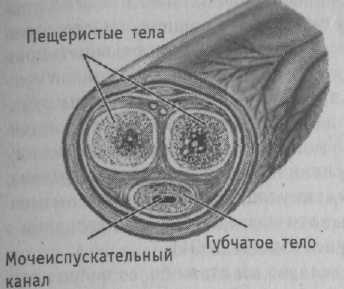 мужской член Половой член