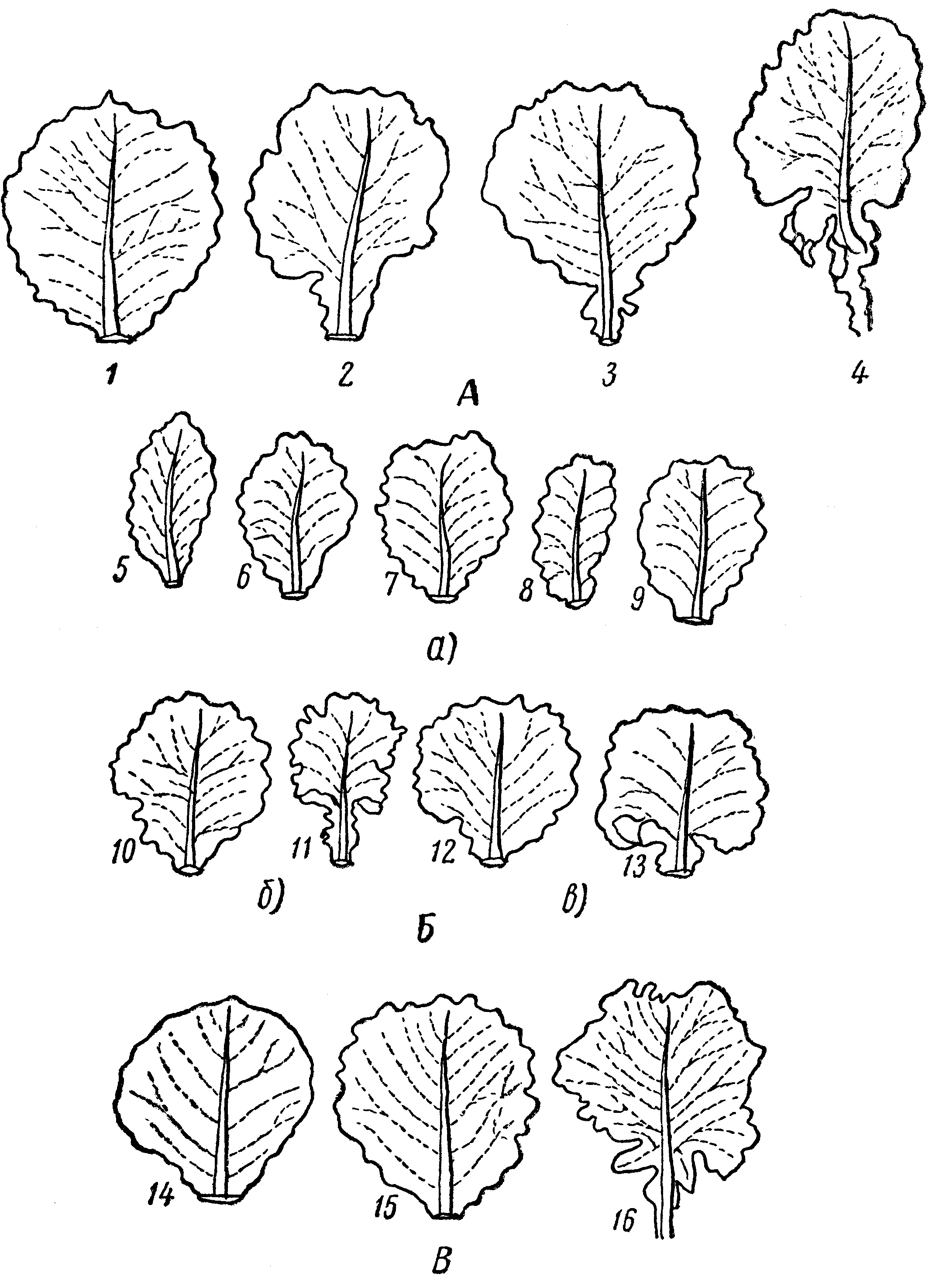 Форма листа белокочанной капусты