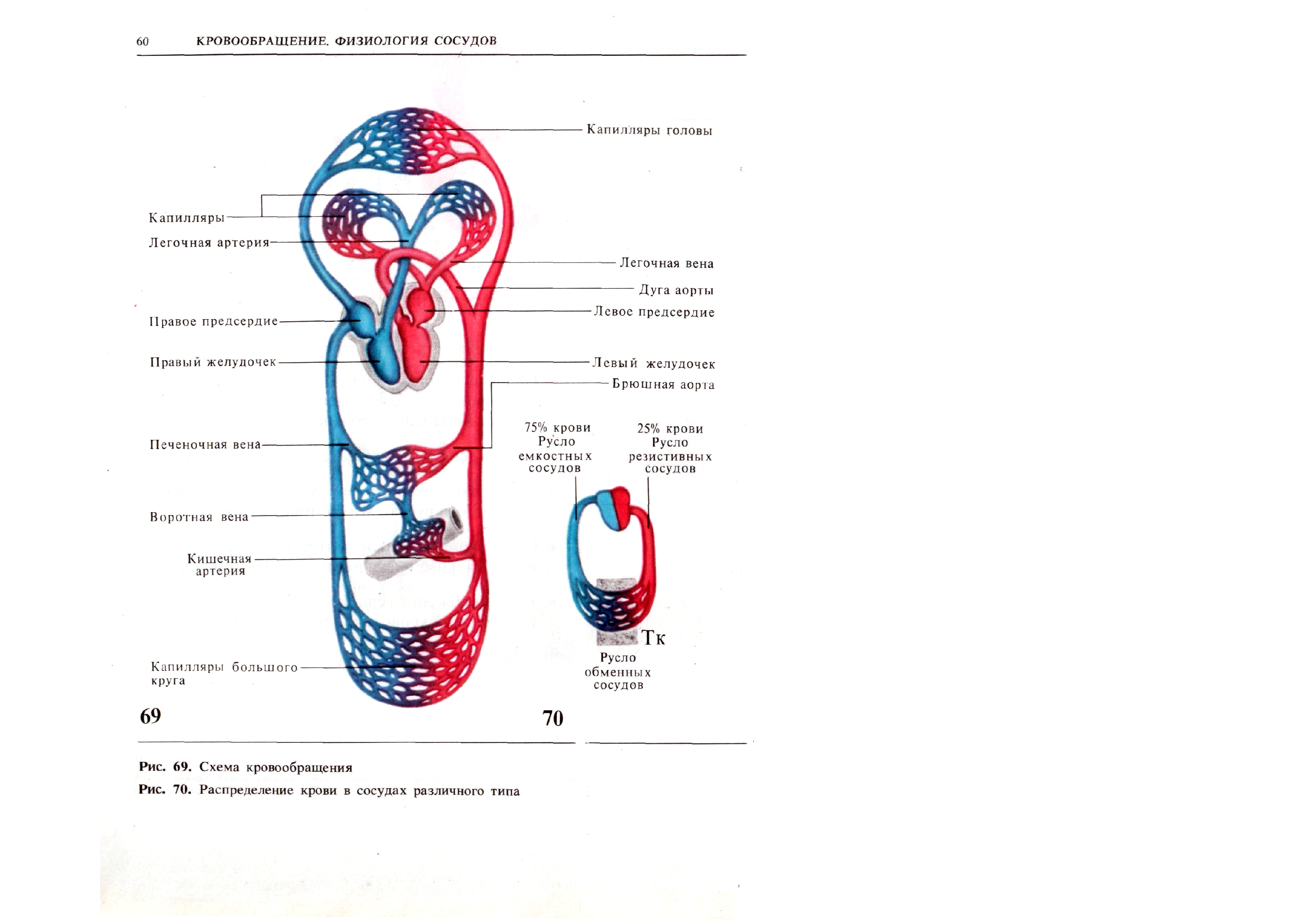 Большой круг кровообращения участки. Схема кровообращения рис 63. Строение системы кровообращения человека. Анатомия сердца и круги кровообращения. Большой круг кровообращения схема.