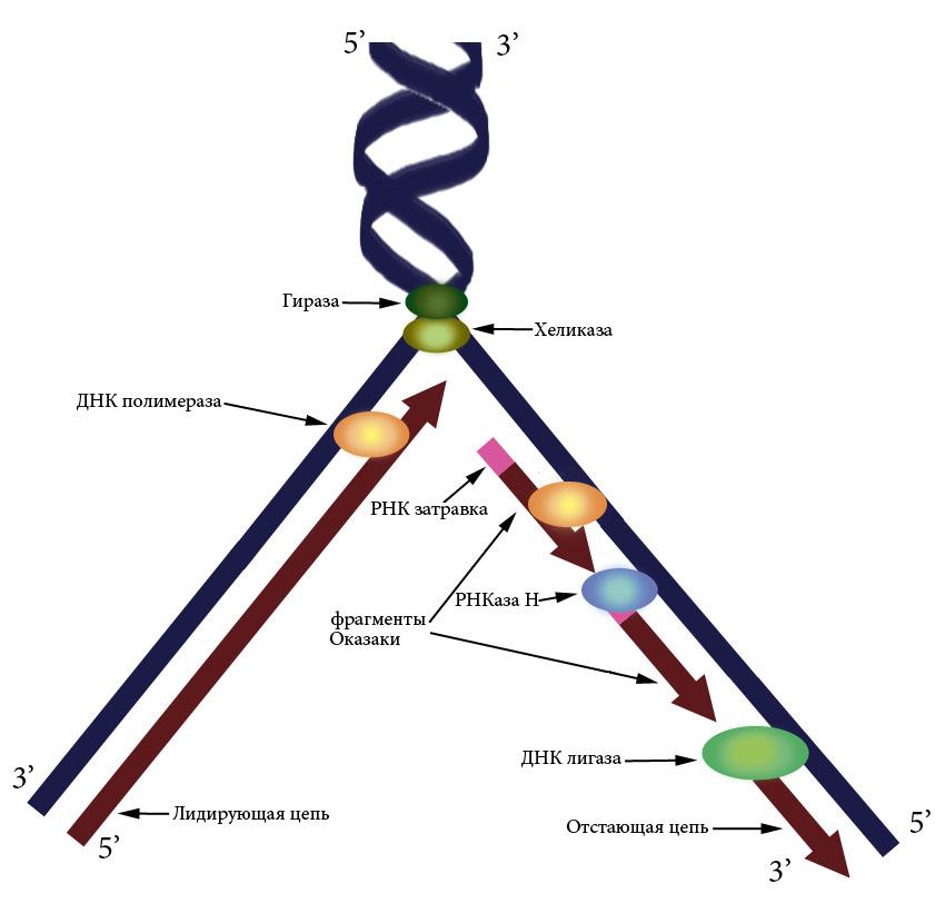 Синтезируется рнк полимеразой. Репликация ДНК ФРАГМЕНТЫ Оказаки. Схема репликации ДНК эукариот. Репликация ДНК 5 И 3 концы. Схема репликации вилки ДНК.