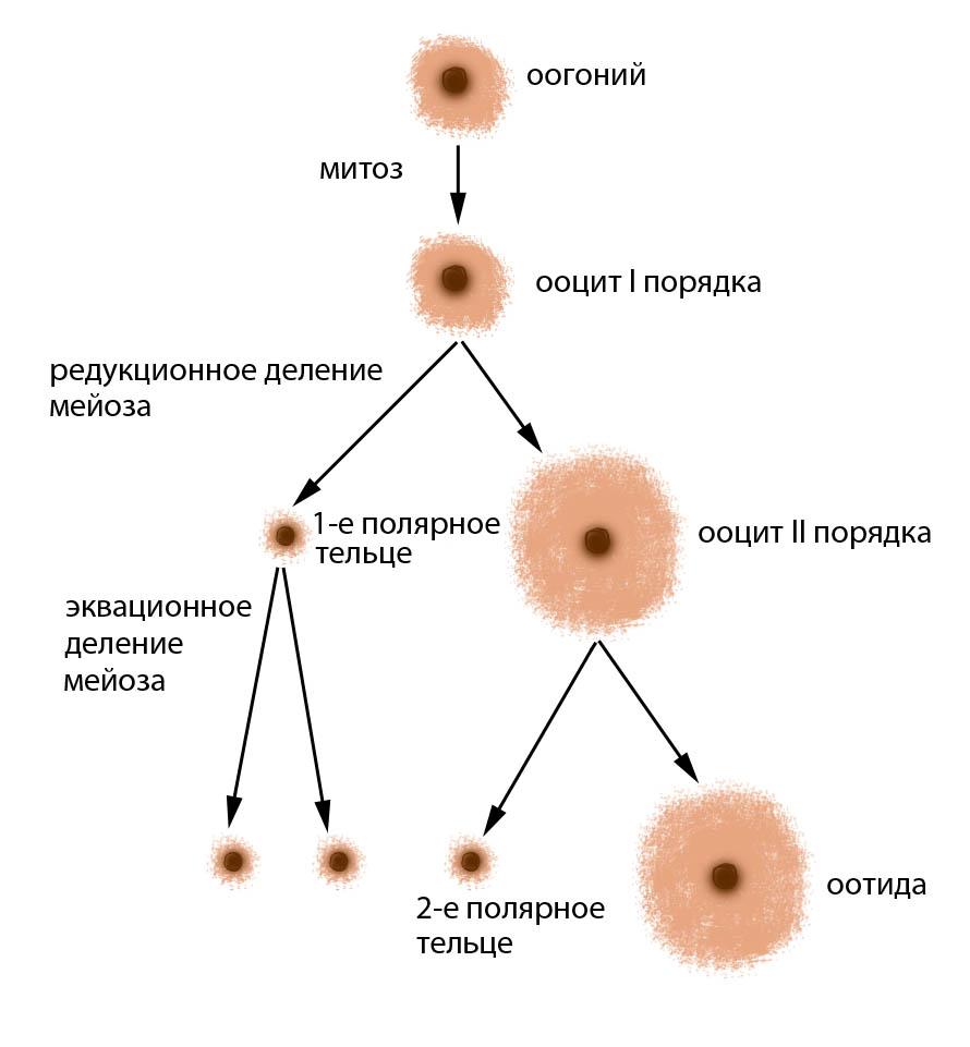 Каким номером на схеме обозначена полярная тельцы. Овогенез ооциты. Ооцит 2 порядка мейоз. Овогенез яйцеклетки. Оогония это в оогенезе.