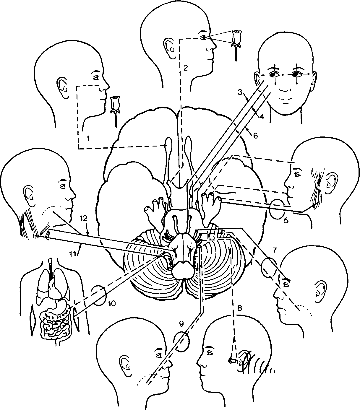 Черепные нервы схема