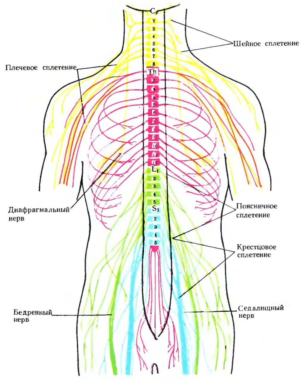 Где находится сегменты. Сплетения спинномозговых нервов схема. Сплетения спинномозговых нервов анатомия. Спинной мозг анатомия спинномозговых нервов. Иннервация позвоночника схема нервов.