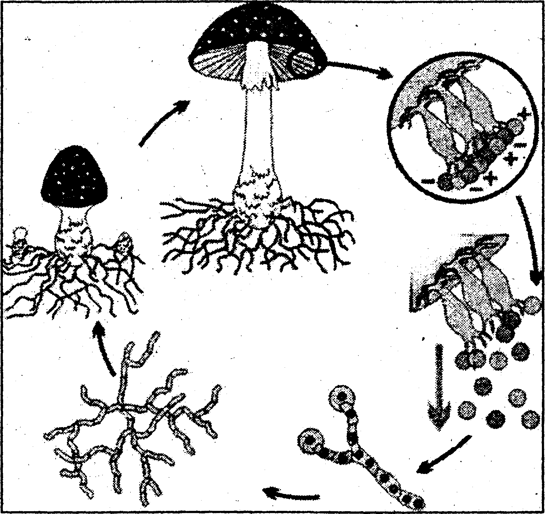 Споры это половые клетки. Размножение грибов спорообразование. Цикл развития шляпочного гриба. Размножение шляпочных грибов спорами. Бесполое размножение гриба.