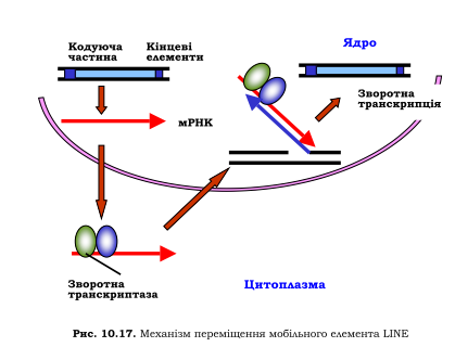 Мобільні генетичні елементи