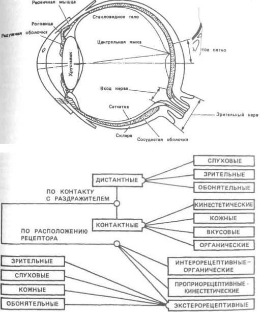 Зрительные рецепторы расположены