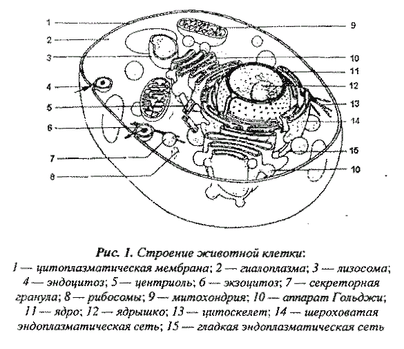 Животная клетка с подписями