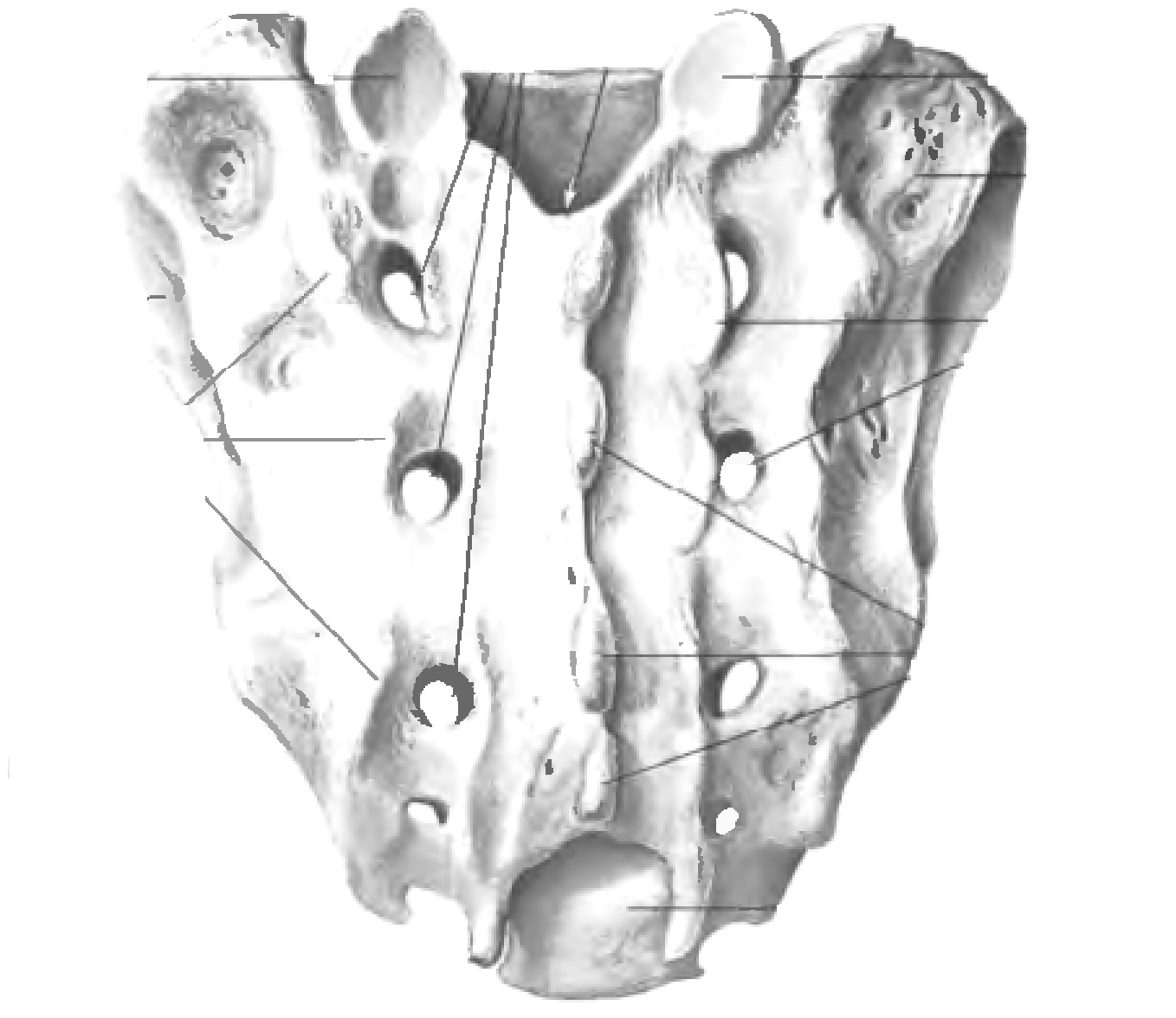 Крестец рисунки. Крестец строение анатомия. Крестец Синельников атлас. Крестец анатомия тазовая поверхность. Тазовые отверстия крестца.