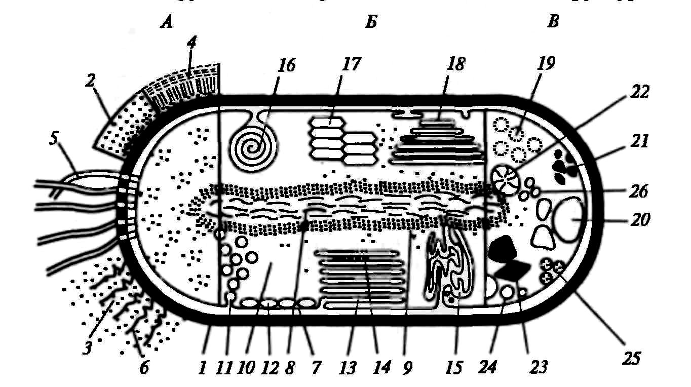 Структура клетки прокариот. Комбинированное изображение прокариотической клетки. Строение прокариотической клетки рисунок с подписями. Строение прокариотической бактериальной клетки. Строение бактериальной клетки прокариот.