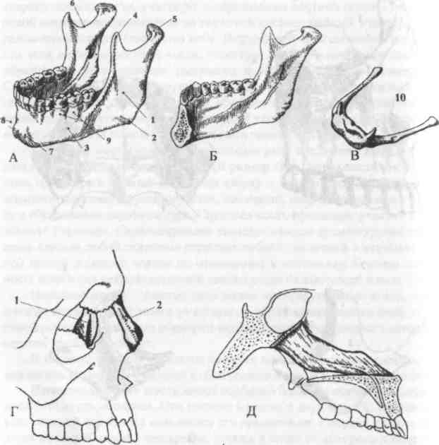 Подвижное соединение челюстей. Кости черепа нижняя челюсть анатомия. Кости лицевого черепа нижняя челюсть. Скулоальвеолярный гребень верхней челюсти. Контрфорсы черепа нижней челюсти.