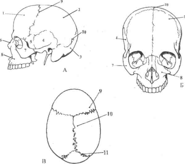 Лобная теменная затылочная кость. Швы черепа анатомия. Скелет головы швы черепа. Лобно-теменной шов черепа.
