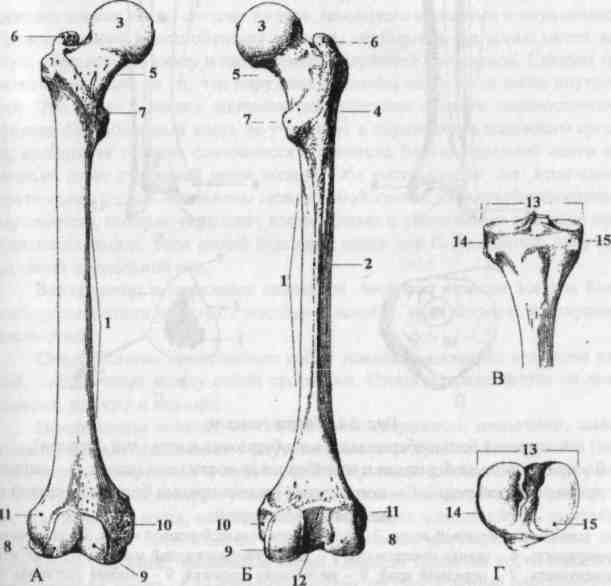 Задний мыщелок. Малый вертел бедренной кости. Надмыщелок бедренной кости. 33 Кости. Имеет 2 мыщелка и 2 надмыщелка.