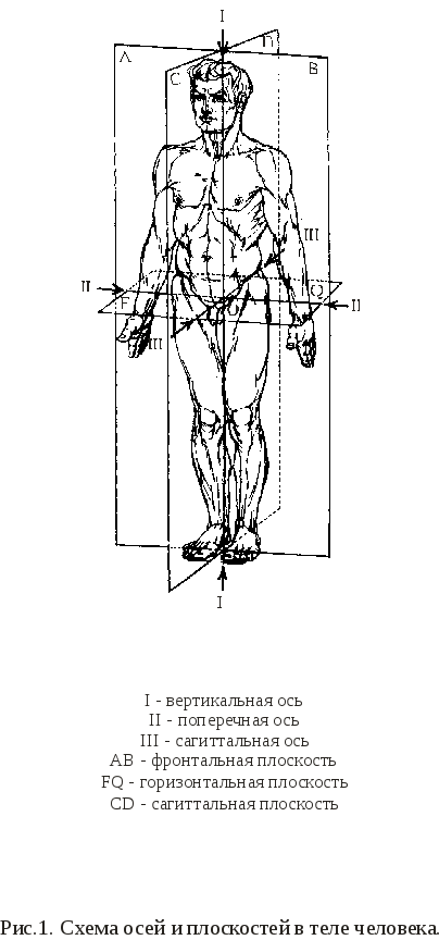 Три оси человека. Плоскости и оси тела человека в анатомии. Схемы плоскостей и осей. Вертикальная ось анатомия. Схема плоскостей и осей тела человека.