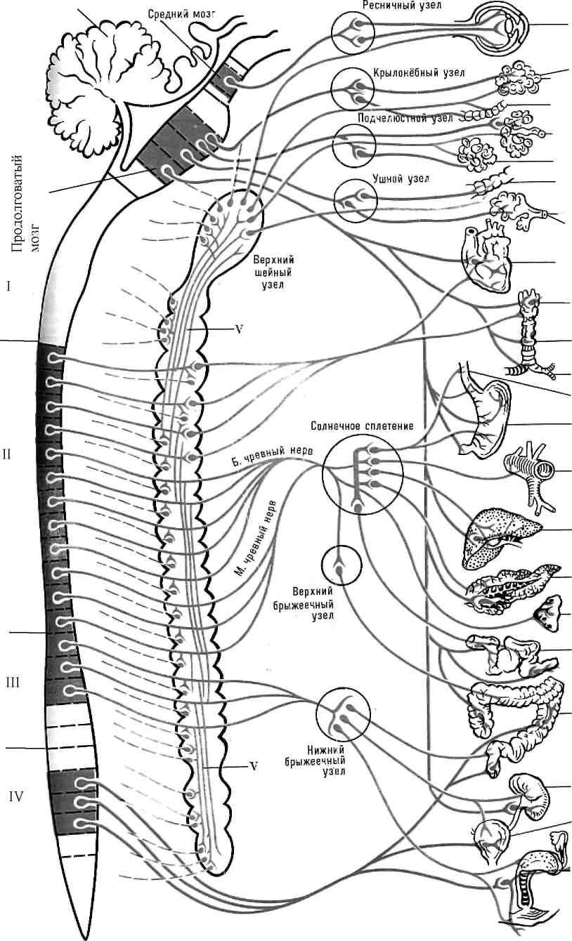 Нервные узлы и нервные стволы. Вегетативная нервная система анатомия иннервация. Симпатический ствол анатомия схема. Симпатическая нервная система схема. Вегетативная нервная система анатомия схема.