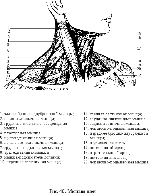 Виды шеи. Мышцы шеи анатомия схема. Схема мышц шеи спереди. Мышцы шеи человека пластическая анатомия. Мышцы шеи анатомия с подписями.