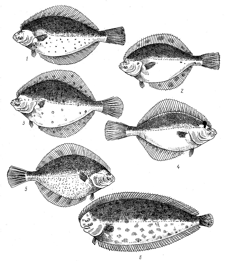Рыба типа камбалы. Отряд камбалообразные. Отряд камбалообразные представители. Семейство камбаловых рыб. Камбала pleuronectiformes.