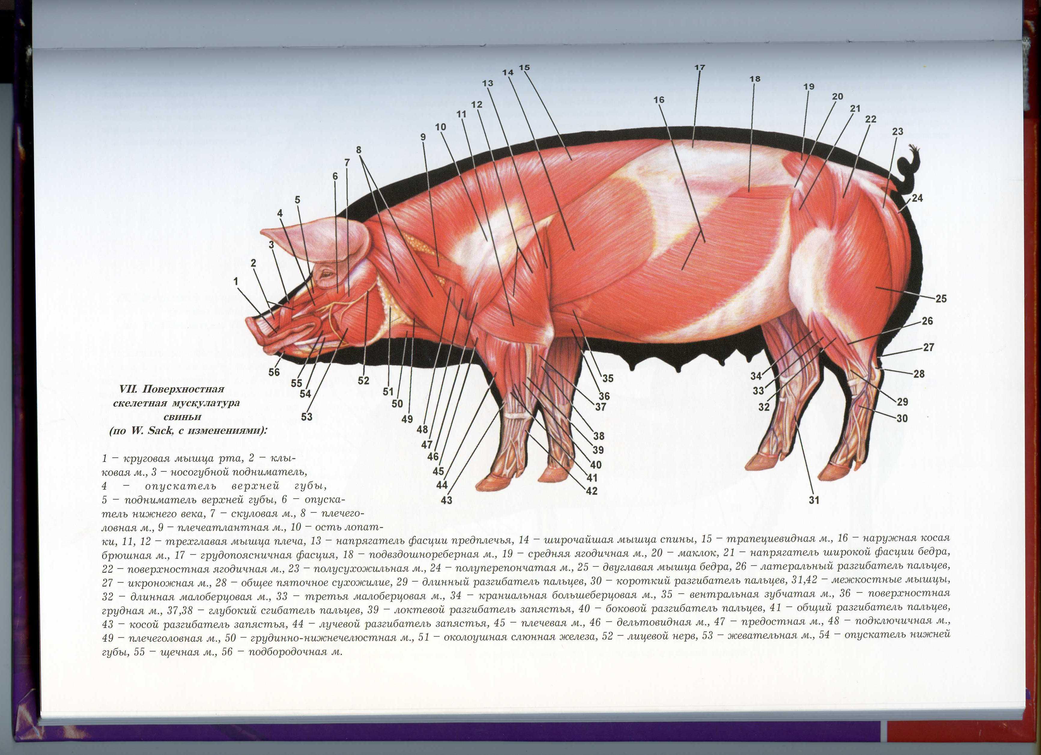 Артерия у свиньи где находится фото