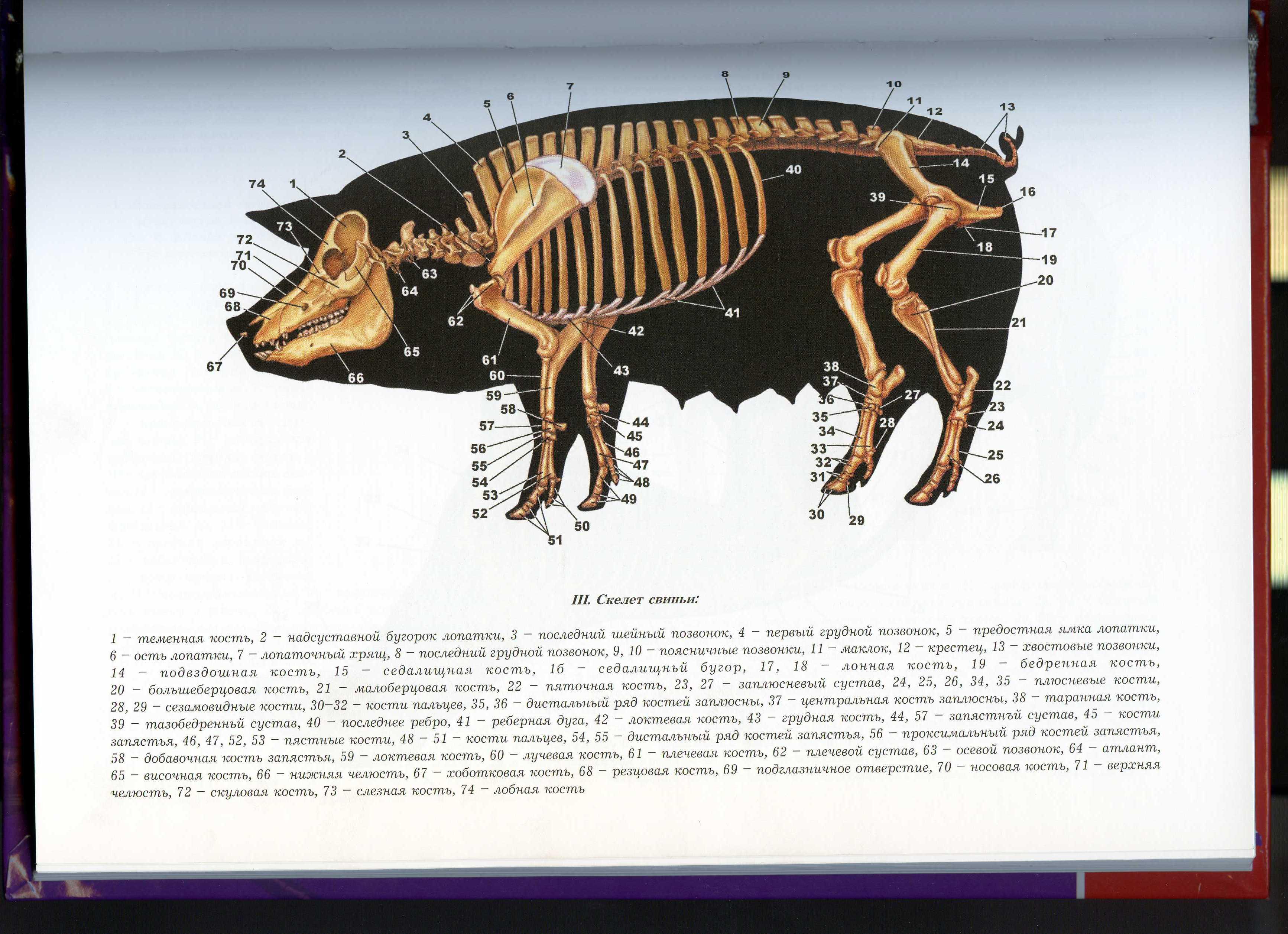 Строение скелета свиньи анатомия