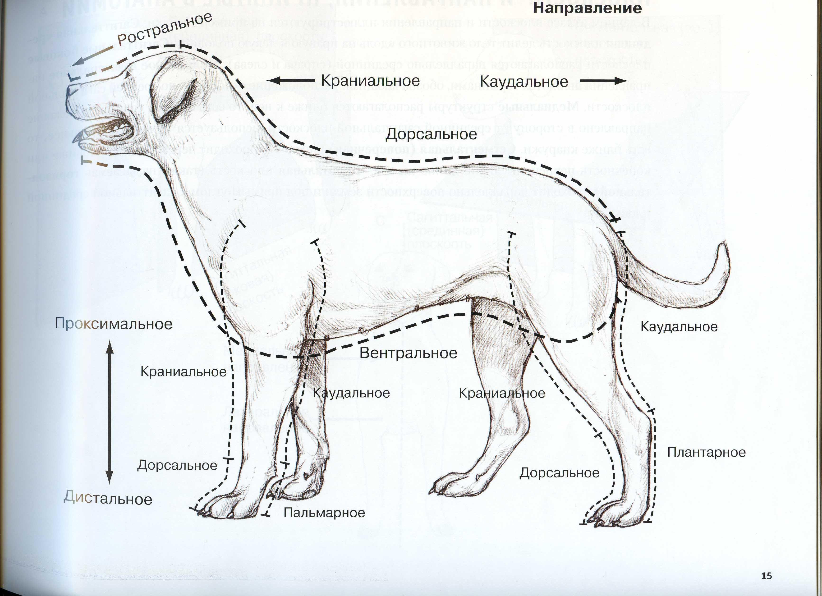 член на латинском языке фото 79