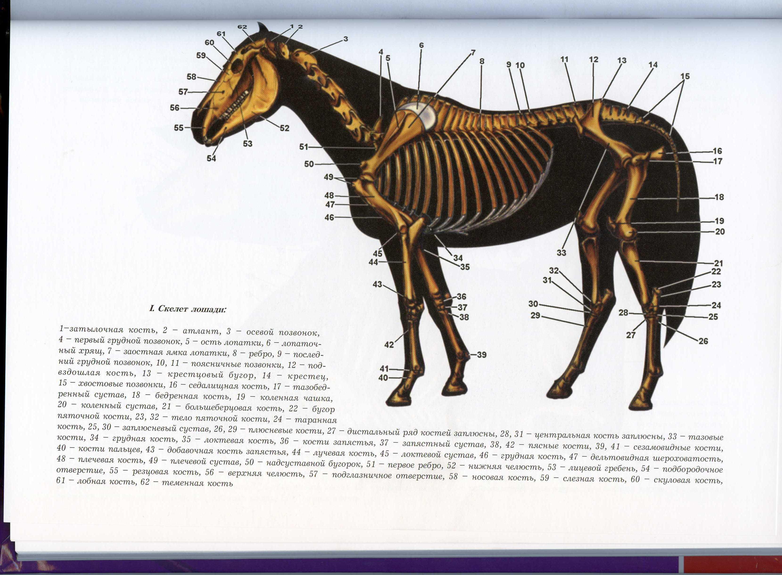 6 где конь. Строение скелета лошади анатомия. Осевой скелет лошади анатомия. Скелет лошади анатомия кости. Маклок у лошади скелет.