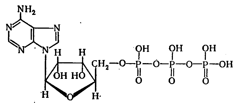 Молекулы атф макроэргические связи