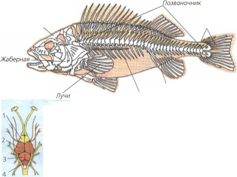 Спинной мозг у рыбы фото