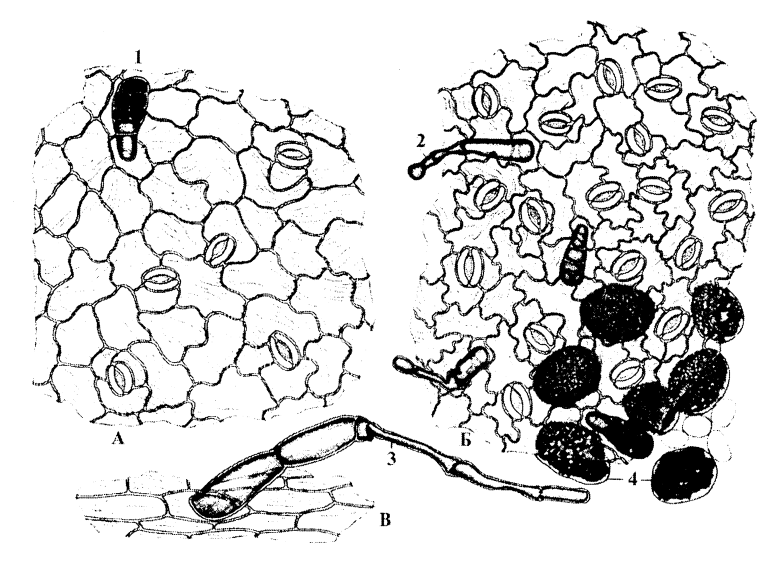 Микроскопический анализ лекарственного растительного