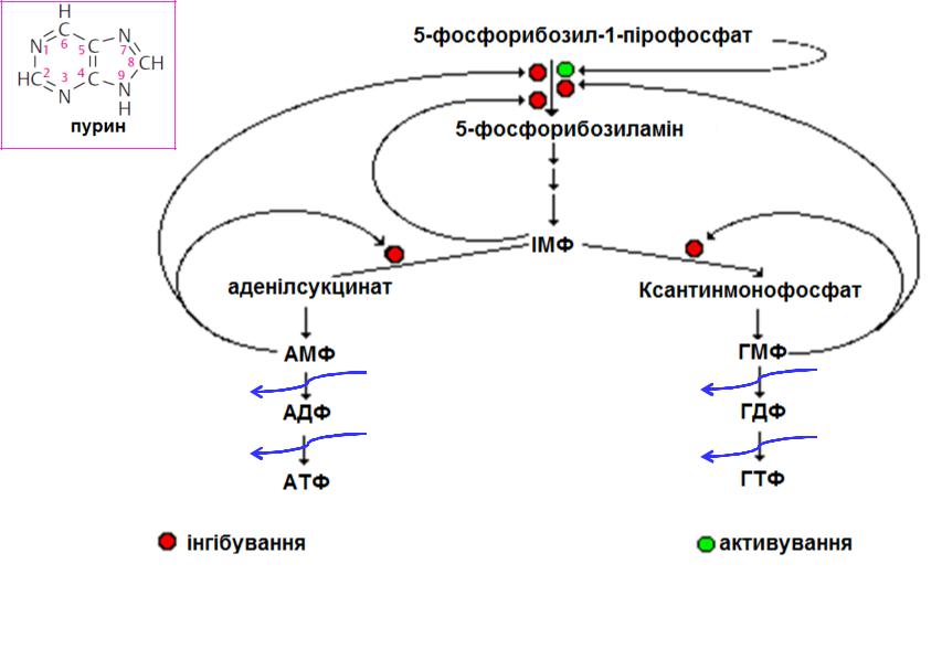 Органоид образующий атф. АДФ-АТФ, ГДФ-ГТФ формула. Биосинтез АДФ, АТФ, ГДФ, ГТФ И дезоксирибонуклеотидов. Синтез АТФ из ГТФ. ГДФ И ГТФ.