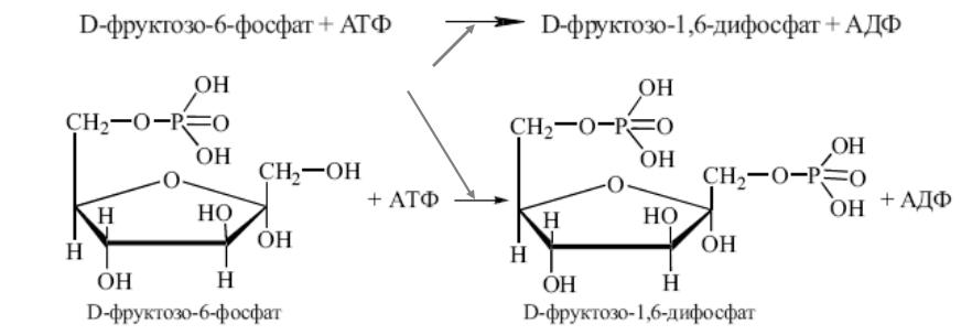 Фруктозо 6 дифосфат. D-глюкозо-6-фосфат ↔ d-фруктозо-6-фосфат. Реакции образования фруктозо-6-фосфата. 1 6 Дифосфат фруктозы биологическая роль. Д фруктозо 1 фосфат.