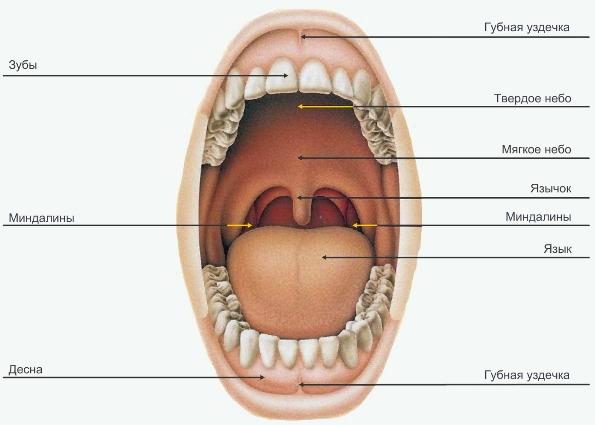 Полость рта язык зубы. Зубы в ротовой полости человека.