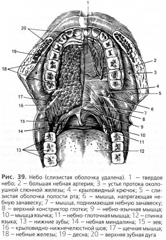 Верхняя стенка рта. Твердое небо анатомия вид снизу. Твердое небо топографическая анатомия. Анатомия твердого неба верхней челюсти. Небные железы (glandulae Palatinae).