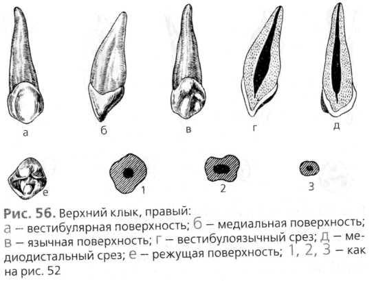 Нижние клыки. Вестибулярная поверхность верхнего клыка. Вестибулярная поверхность клыка нижней челюсти. Форма вестибулярной поверхности клыка верхней челюсти. Вестибулярная поверхность клыка верхней челюсти.