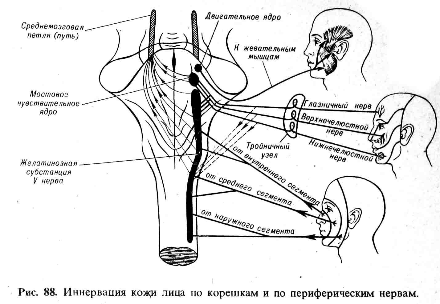Жевательный рефлекс. Схема рефлекторной дуги жевания. Тройничный нерв неврология ядра. Лицевой нерв неврология схема. Двигательная иннервация тройничного нерва.